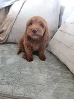 Bruno, a male Goldendoodle and Miniature Goldendoodle for sale in Phoenix, AZ – Photo 6 of 7