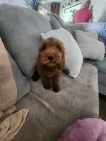 Bruno, a male Goldendoodle and Miniature Goldendoodle for sale in Phoenix, AZ – Photo 5 of 7