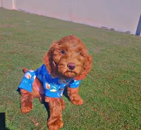 Bruno, a male Goldendoodle and Miniature Goldendoodle for sale in Phoenix, AZ – Photo 1 of 7