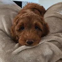 Bruno, a male Goldendoodle and Miniature Goldendoodle for sale in Phoenix, AZ – Photo 2 of 7