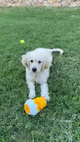 Poori, a female Goldendoodle for sale in Little Elm, TX – 2 of 2