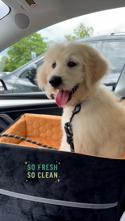Poori, a female Goldendoodle for sale in Little Elm, TX – 2 of 2