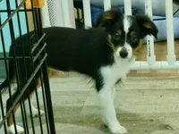 Daisy, a female Toy Australian Shepherd for sale in Norwood, MO – 4 of 5