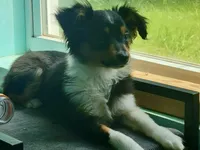 Petunia, a female Toy Australian Shepherd for sale in Norwood, MO – 5 of 5