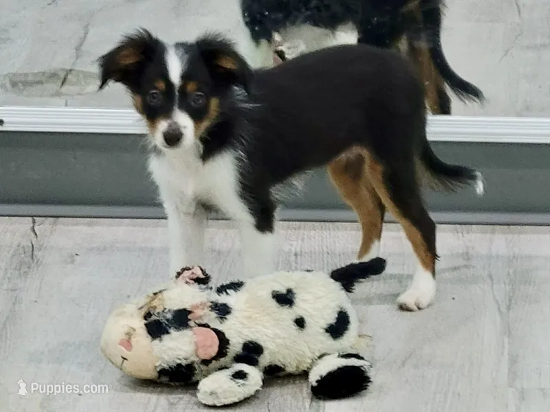 Daisy – Toy Australian Shepherd puppy for sale in Norwood, MO