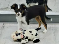 Daisy, a female Toy Australian Shepherd for sale in Norwood, MO – 1 of 5