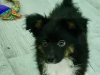 Sampson, a male Miniature Australian Shepherd for sale in Norwood, MO – 4 of 5