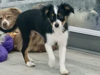 Daisy, a female Toy Australian Shepherd for sale in Norwood, MO – 2 of 5