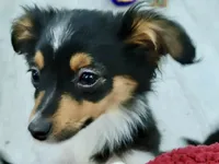 Petunia, a female Toy Australian Shepherd for sale in Norwood, MO – 3 of 5