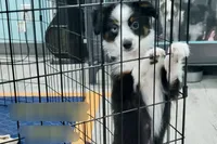 Alfalfa , a male Toy Australian Shepherd for sale in Norwood, MO – 7 of 9