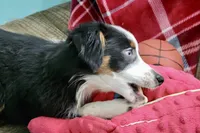 Alfalfa , a male Toy Australian Shepherd for sale in Norwood, MO – 3 of 9