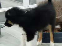 Sampson, a male Miniature Australian Shepherd for sale in Norwood, MO – 2 of 5