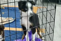 Alfalfa , a male Toy Australian Shepherd for sale in Norwood, MO – 9 of 9