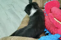 Alfalfa , a male Toy Australian Shepherd for sale in Norwood, MO – 6 of 9