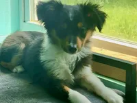 Petunia, a female Toy Australian Shepherd for sale in Norwood, MO – 4 of 5
