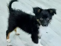 Sampson, a male Miniature Australian Shepherd for sale in Norwood, MO – 3 of 5