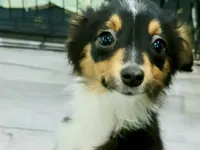 Petunia, a female Toy Australian Shepherd for sale in Norwood, MO – 2 of 5