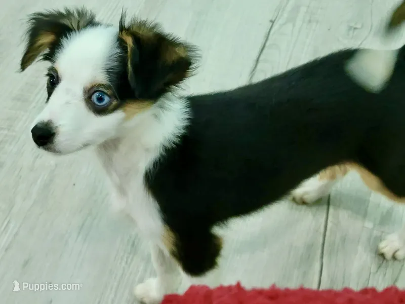 Wonder Woman  – Toy Australian Shepherd puppy for sale in Norwood, MO