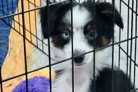 Alfalfa , a male Toy Australian Shepherd for sale in Norwood, MO – 8 of 9