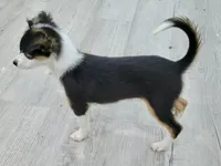 Wonder Woman , a female Toy Australian Shepherd for sale in Norwood, MO – 2 of 3