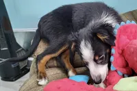 Alfalfa , a male Toy Australian Shepherd for sale in Norwood, MO – 4 of 9