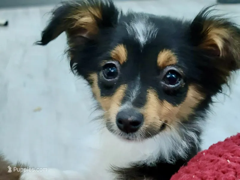 Petunia – Toy Australian Shepherd puppy for sale in Norwood, MO