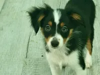 Daisy, a female Toy Australian Shepherd for sale in Norwood, MO – 5 of 5