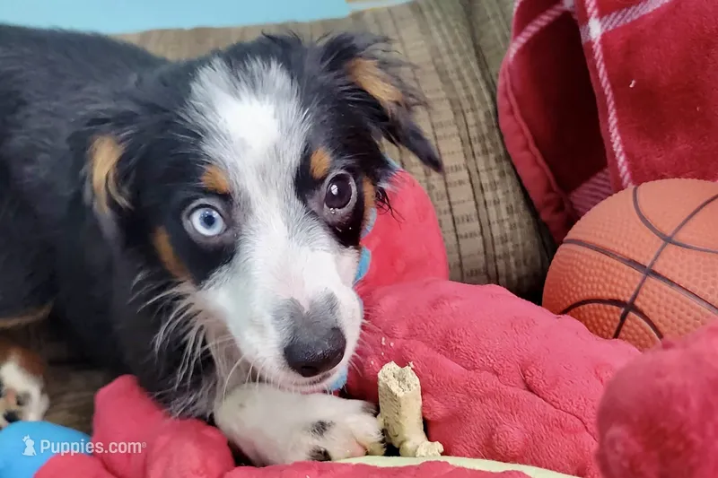 Alfalfa  – Toy Australian Shepherd puppy for sale in Norwood, MO