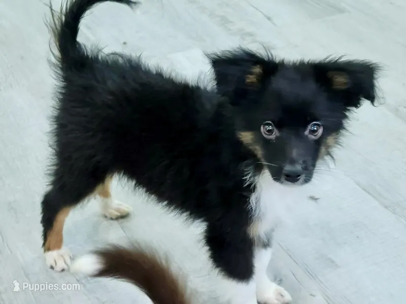Sampson – Miniature Australian Shepherd puppy for sale in Norwood, MO