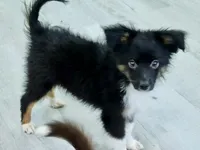 Sampson, a male Miniature Australian Shepherd for sale in Norwood, MO – 1 of 5
