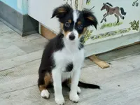 Daisy, a female Toy Australian Shepherd for sale in Norwood, MO – 3 of 5