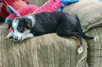 Alfalfa , a male Toy Australian Shepherd for sale in Norwood, MO – 5 of 9