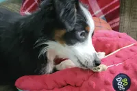 Alfalfa , a male Toy Australian Shepherd for sale in Norwood, MO – 2 of 9