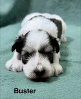 Buster, a male Miniature Schnauzer for sale in Comanche, OK – Photo 3 of 3