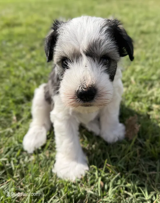 Buster – Miniature Schnauzer puppy for sale in Comanche, OK