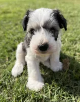 Buster, a male Miniature Schnauzer for sale in Comanche, OK – 1 of 6