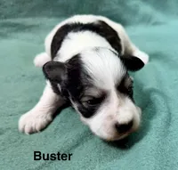 Buster, a male Miniature Schnauzer for sale in Comanche, OK – Photo 2 of 3
