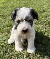 Buster, a male Miniature Schnauzer for sale in Comanche, OK – 3 of 6