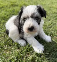 Buster, a male Miniature Schnauzer for sale in Comanche, OK – 2 of 6