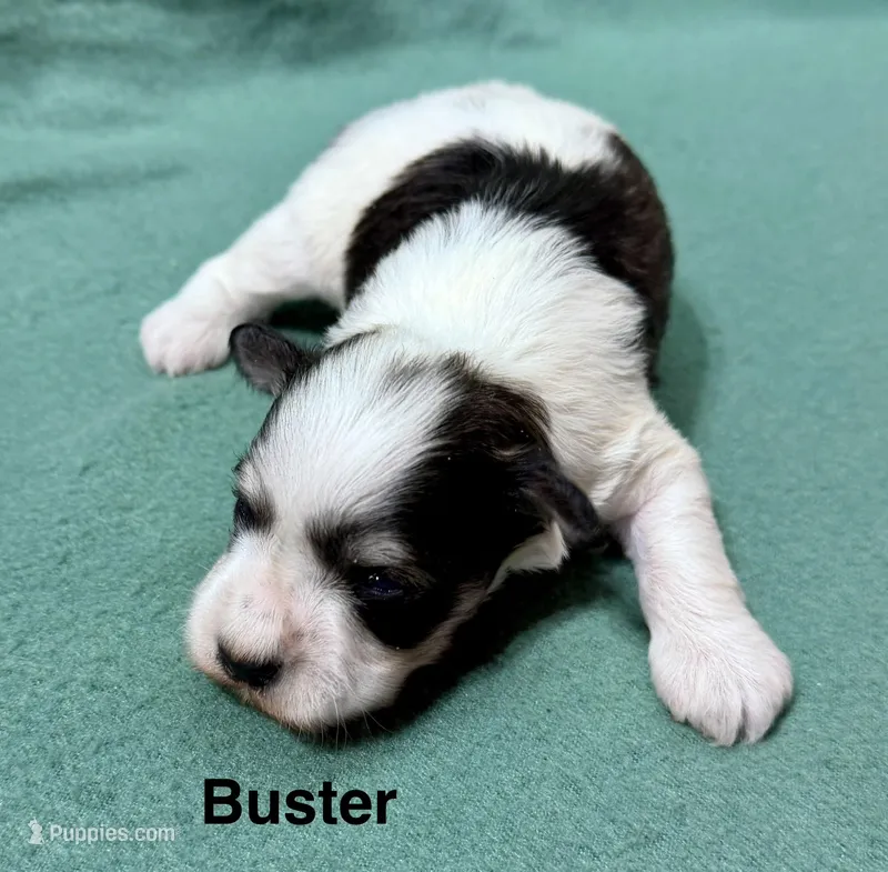 Buster – Miniature Schnauzer puppy for sale in Comanche, OK