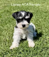 Lainey, a female Miniature Schnauzer for sale in Comanche, OK – 3 of 7