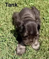 Tank, a male Miniature Schnauzer for sale in Comanche, OK – 5 of 5