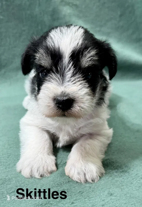 Skittles – Miniature Schnauzer puppy for sale in Comanche, OK