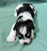 Skittles, a female Miniature Schnauzer for sale in Comanche, OK – Photo 3 of 4