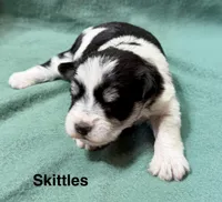 Skittles, a female Miniature Schnauzer for sale in Comanche, OK – Photo 2 of 4