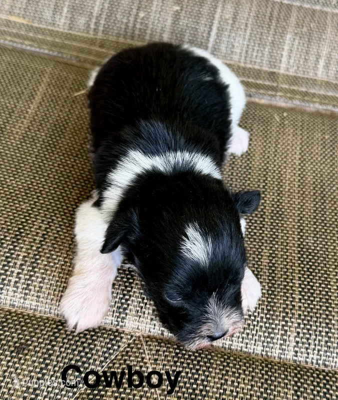 Cowboy – Miniature Schnauzer puppy for sale in Comanche, OK