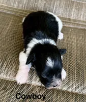 Cowboy, a  Miniature Schnauzer for sale in Comanche, OK – 1 of 3