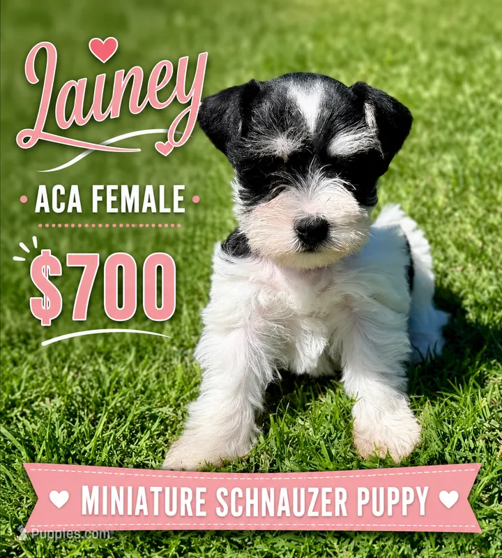 Lainey – Miniature Schnauzer puppy for sale in Comanche, OK