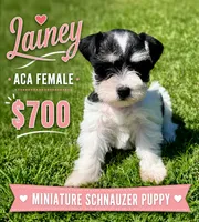 Lainey, a female Miniature Schnauzer for sale in Comanche, OK – 1 of 7