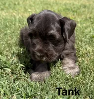 Tank, a male Miniature Schnauzer for sale in Comanche, OK – 3 of 5